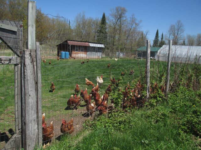 chickens