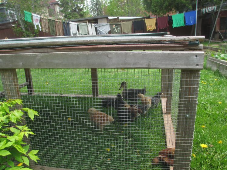 clothesline and chickens