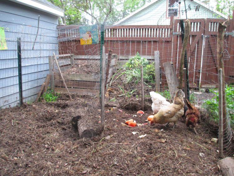 chickens and compost