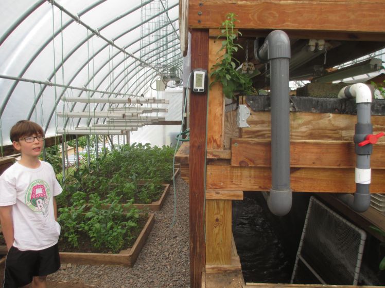 aquaponics