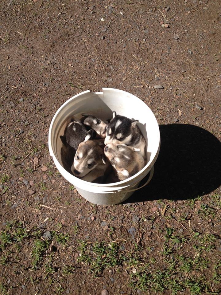 17329_812520588796921_2445911555133710865_n