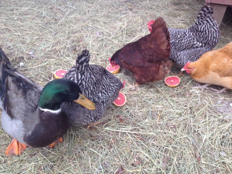 chickens and grapefruit