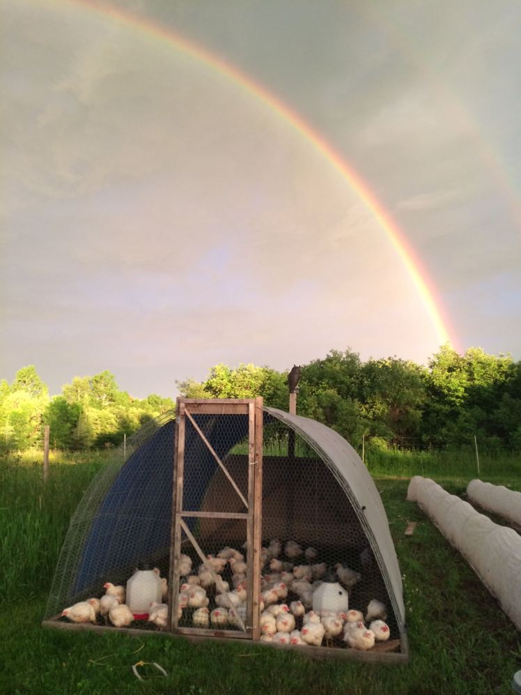 chickens under rainbow